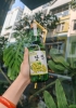 Rượu Soju Hàn Quốc Soulmate Grapes 360ml - Hương vị nho